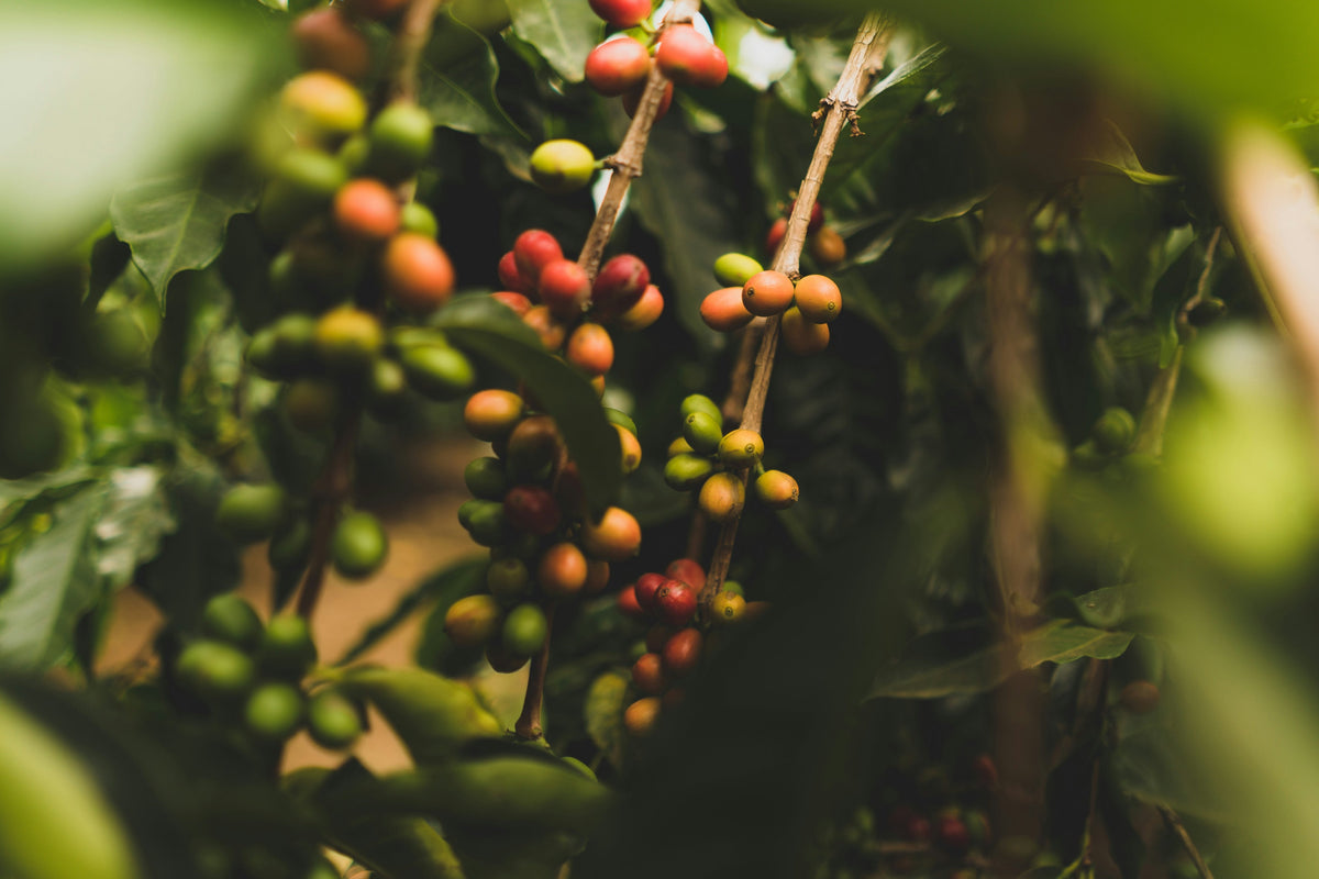 Growing Altitude and Why It Changes the Cup